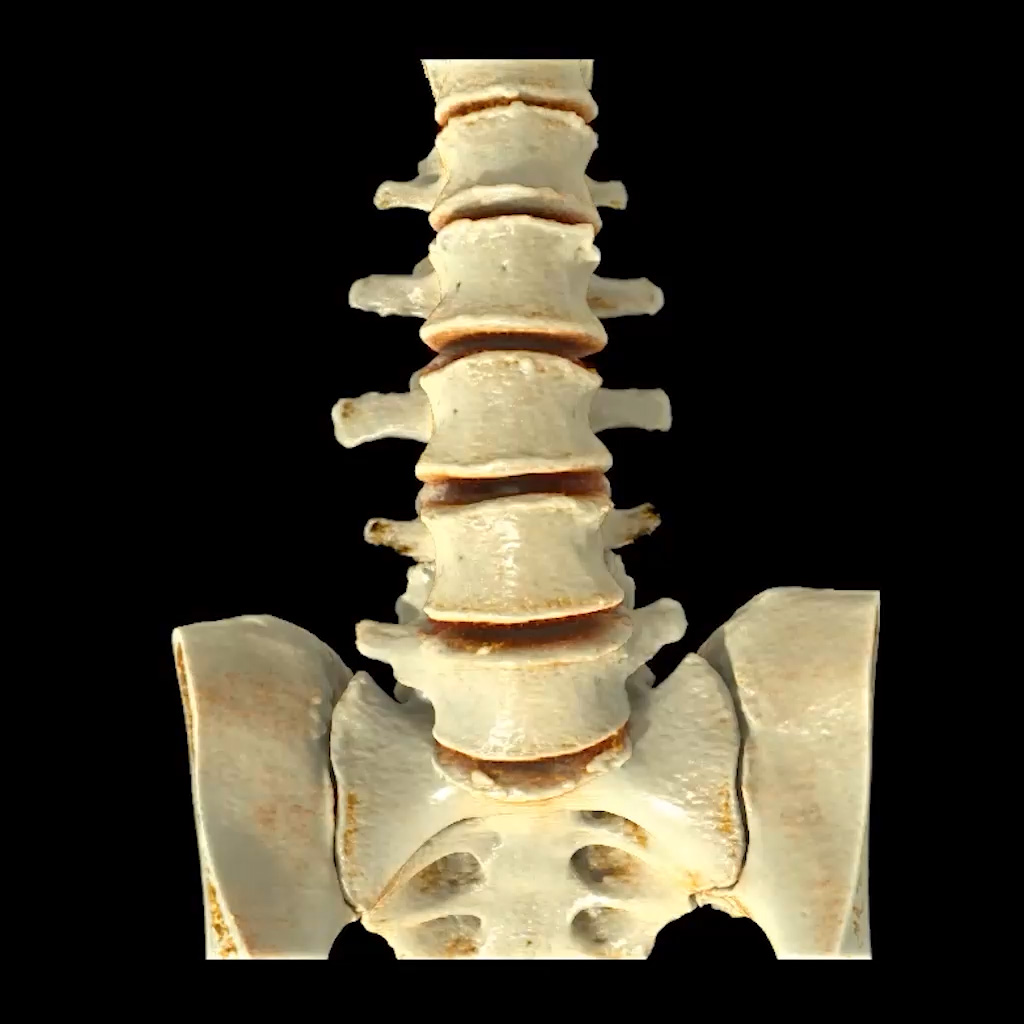 3D Lower Spine