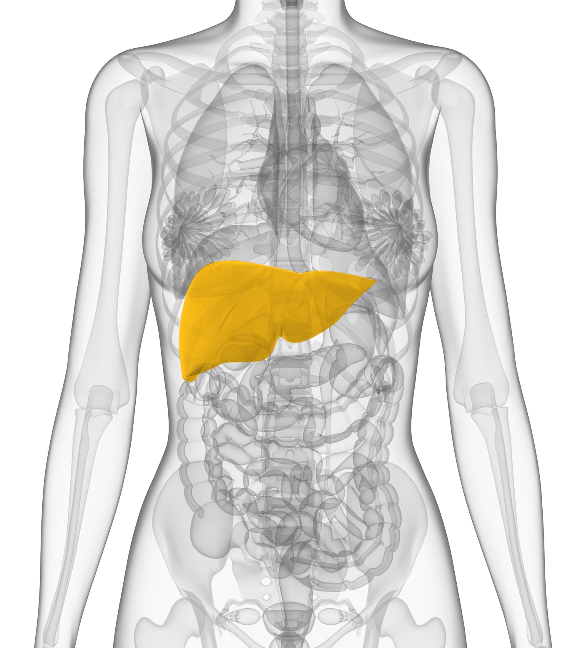 Liver Oncology